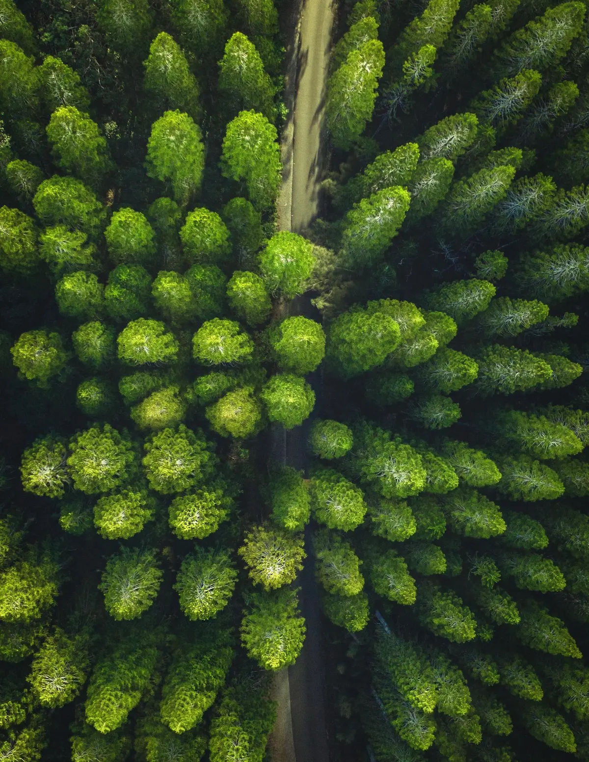 Las widziany z lotu ptaka, fotografia wykonana przez drona