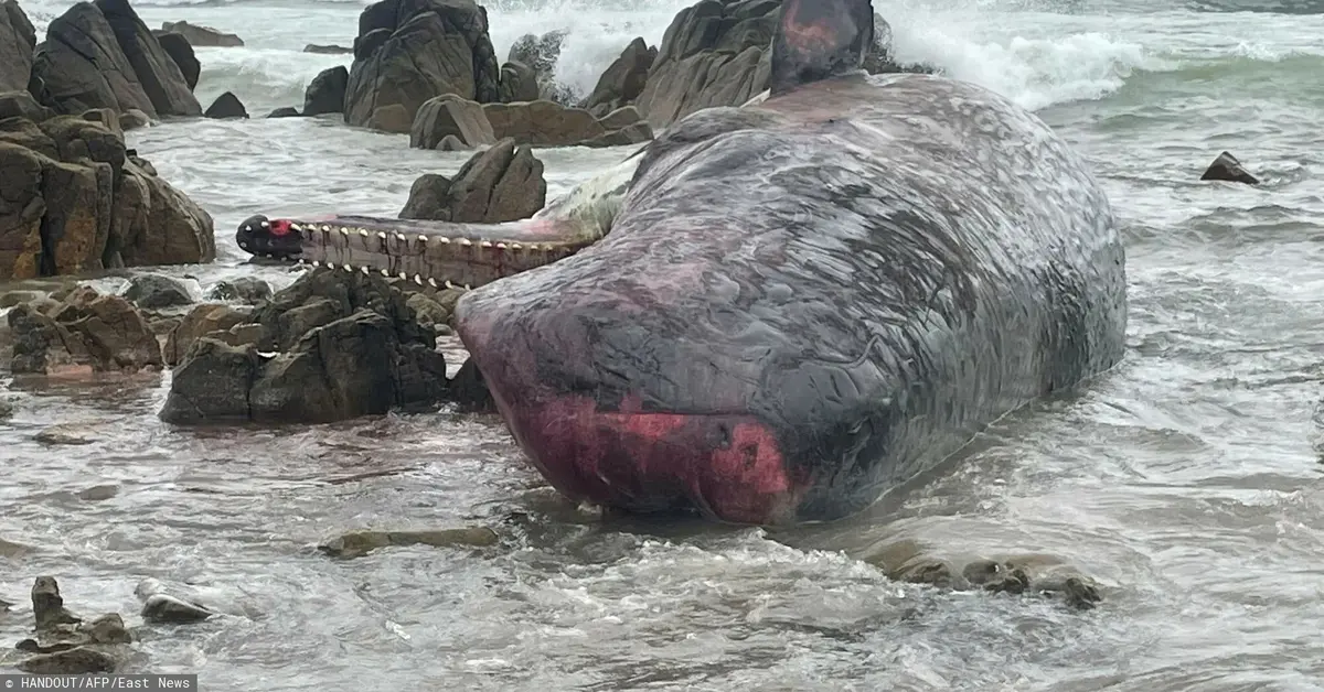 Ciało jednego z 14 martwych kaszalotów wyrzuconych przez morze na King Island u wybrzeży Australii