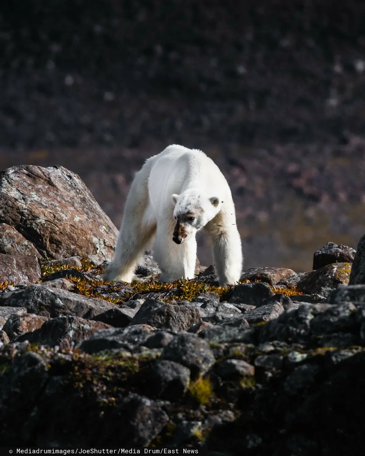 Wychudzony niedźwiedź polarny