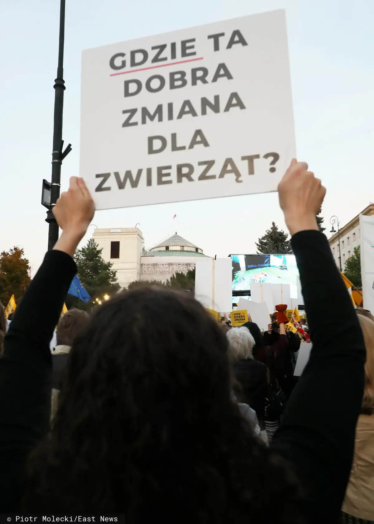 zwierzęta