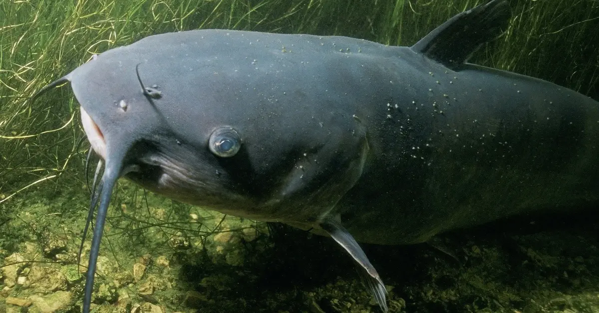 sum pływający w kanałach