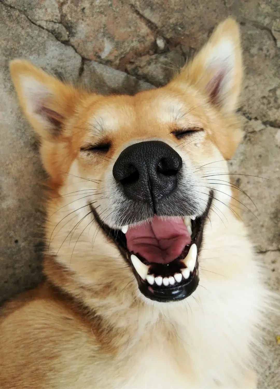 Uśmiechnięty pies