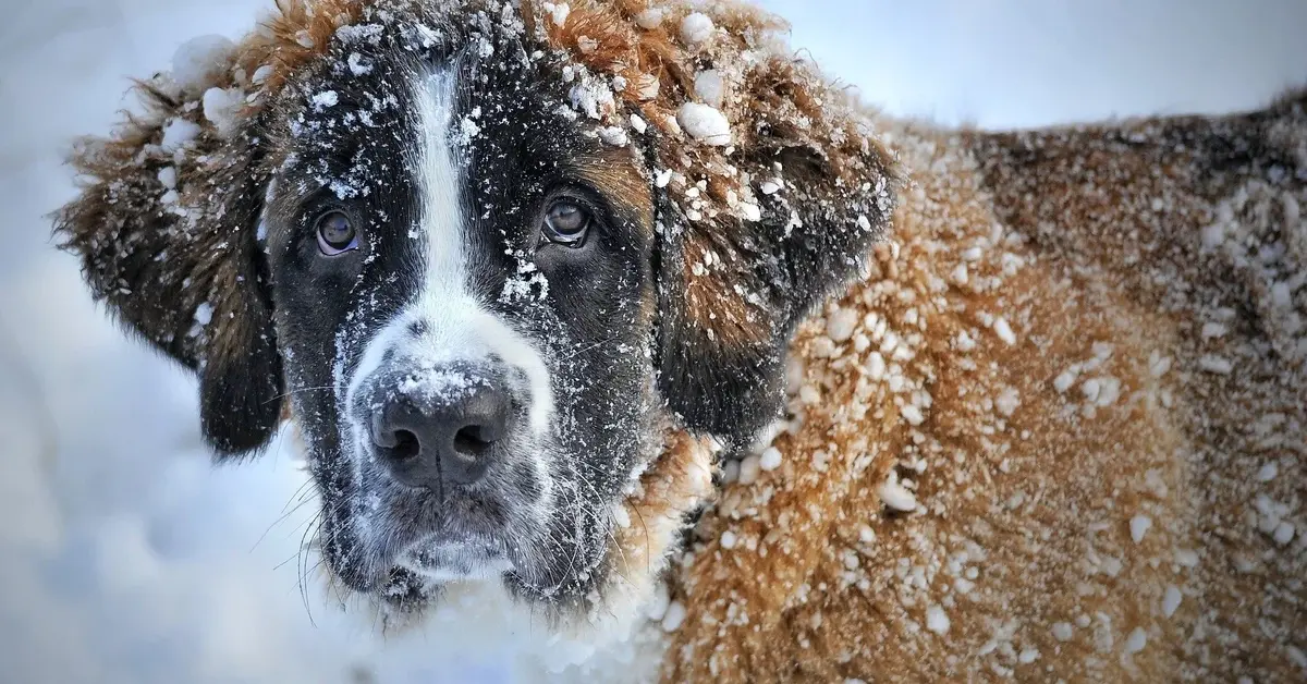 pies w czasie zimy