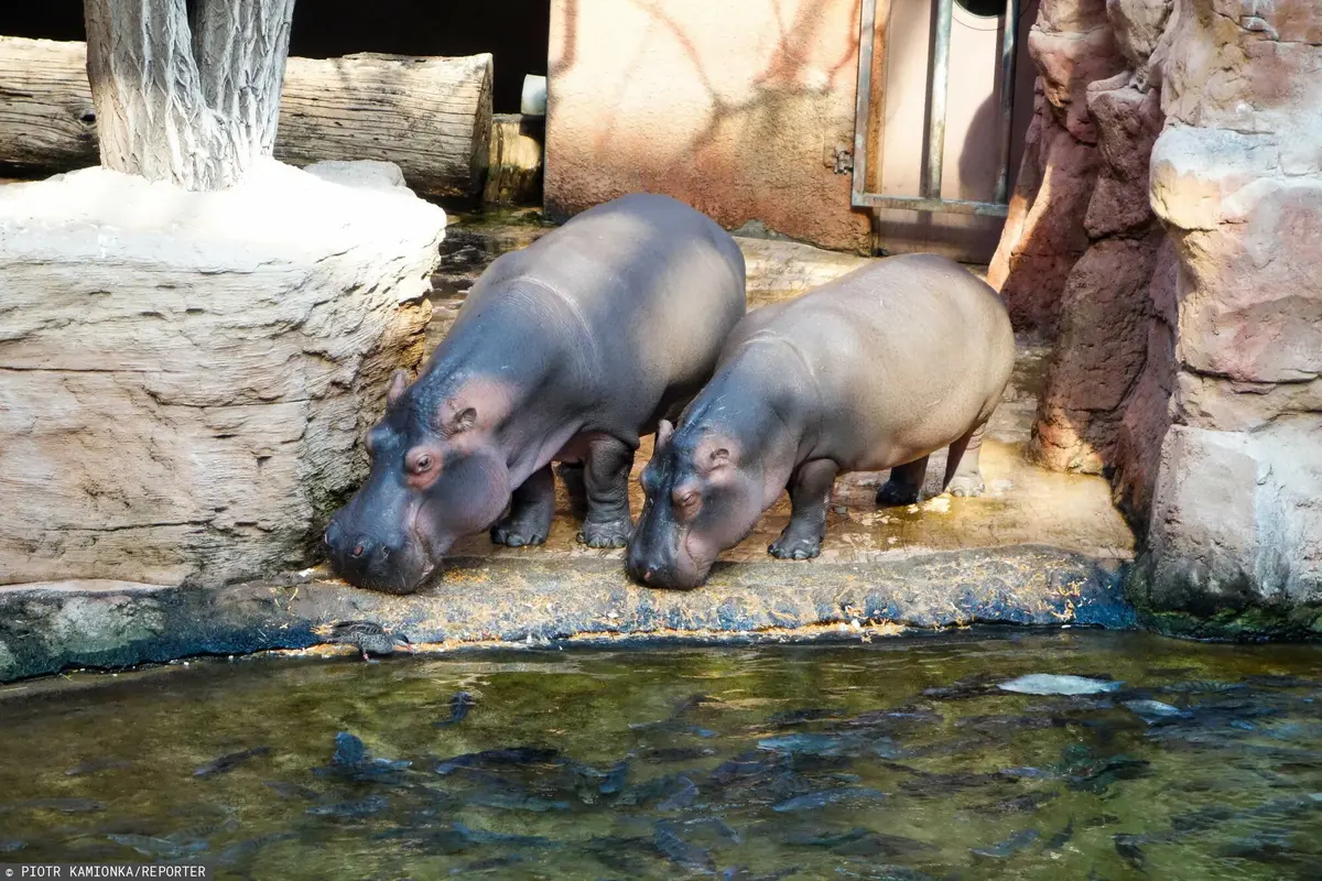 Hipopotamy we wrocławskim zoo