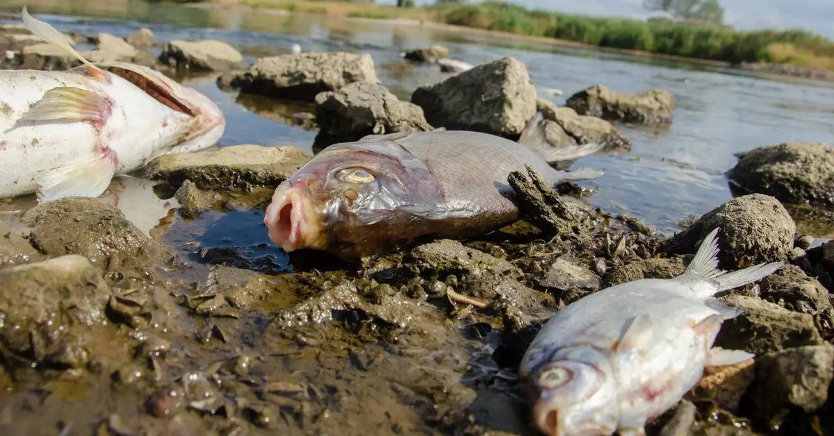 śnięte ryby w Odrze