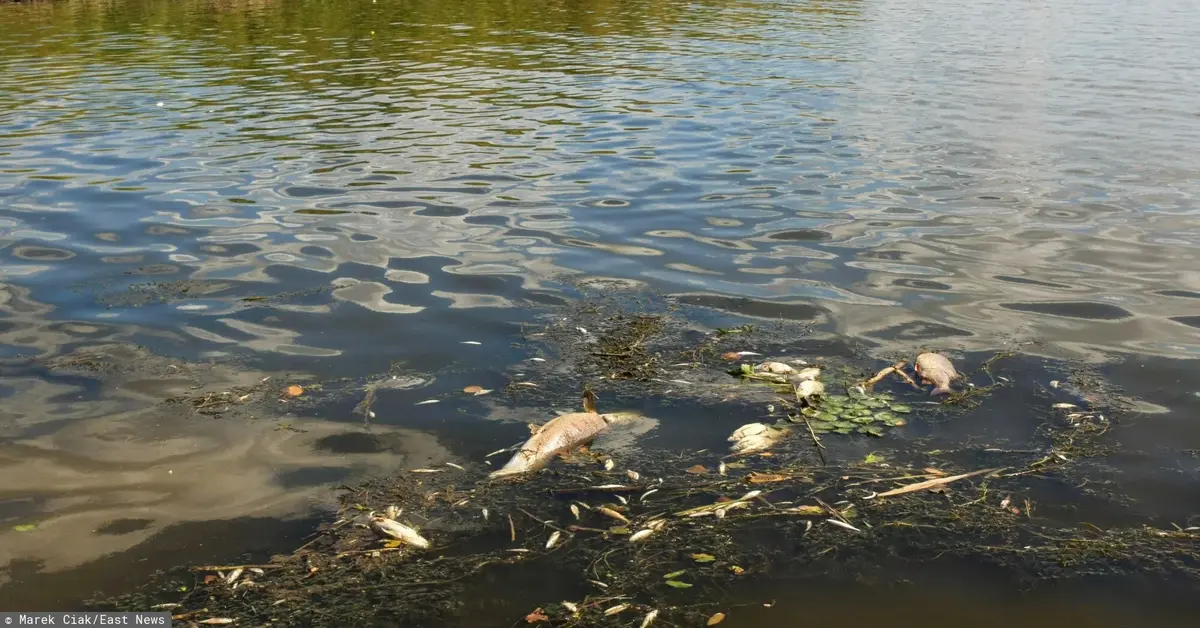 Główne zdjęcie - Co jest przyczyną katastrofy ekologicznej na Odrze? Ryby mogły zostać zatrute przez "złote algi"