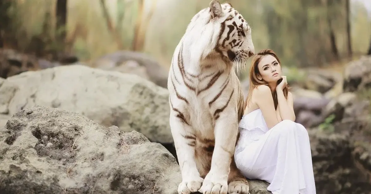 Na skałach w lesie oparta plecami o białego tgrysa siedzi zamyślona piękna kobieta o długich włosach w białej sukni