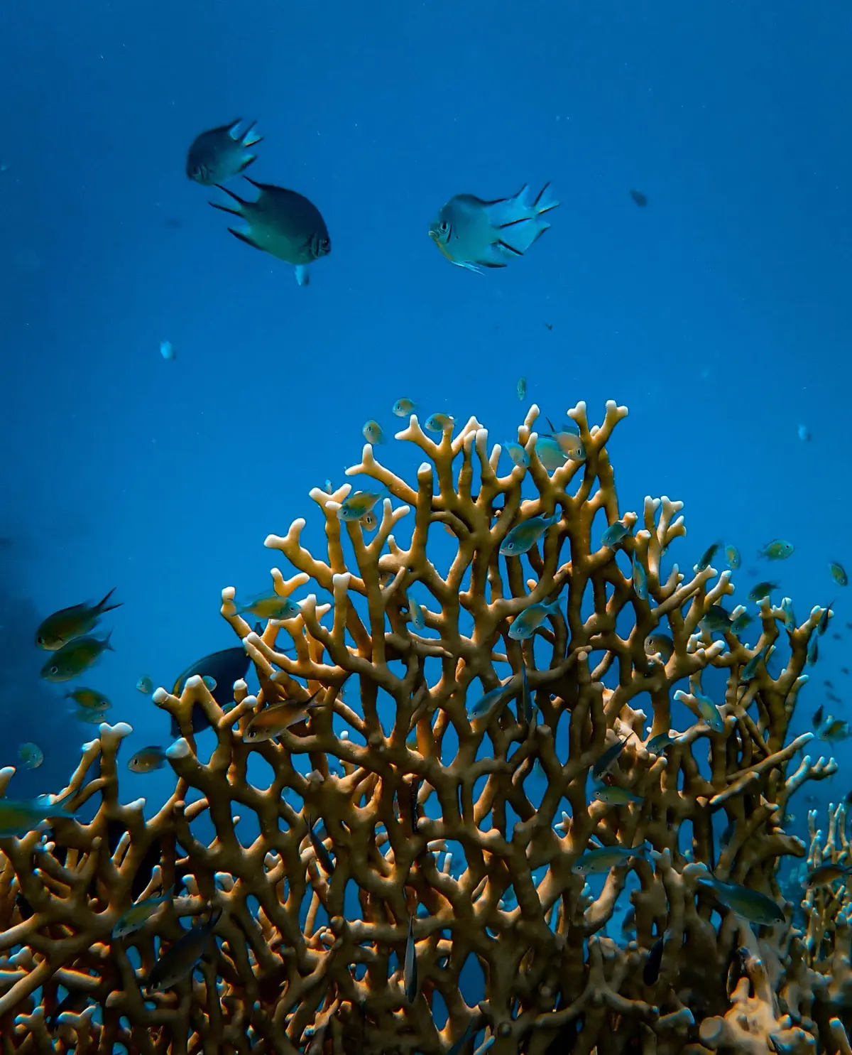 Ryby - rafa koralowa