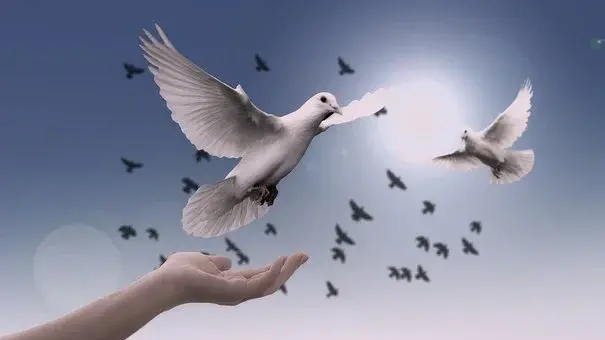 Dwa białe gołębie oraz ludzka ręka na tle nieba i innych ptaków