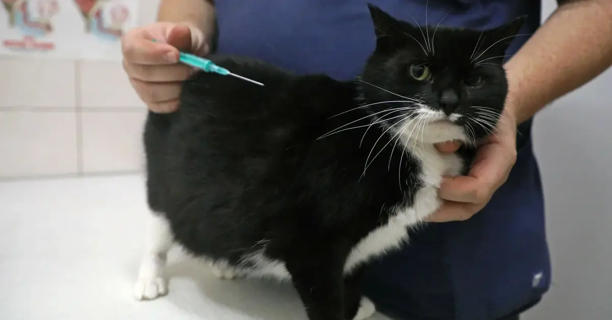 Szczepienie kota u weterynarza