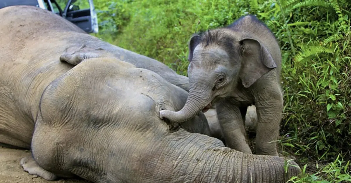 Mały słoń przy swojej mamie, zmarłej słonicy